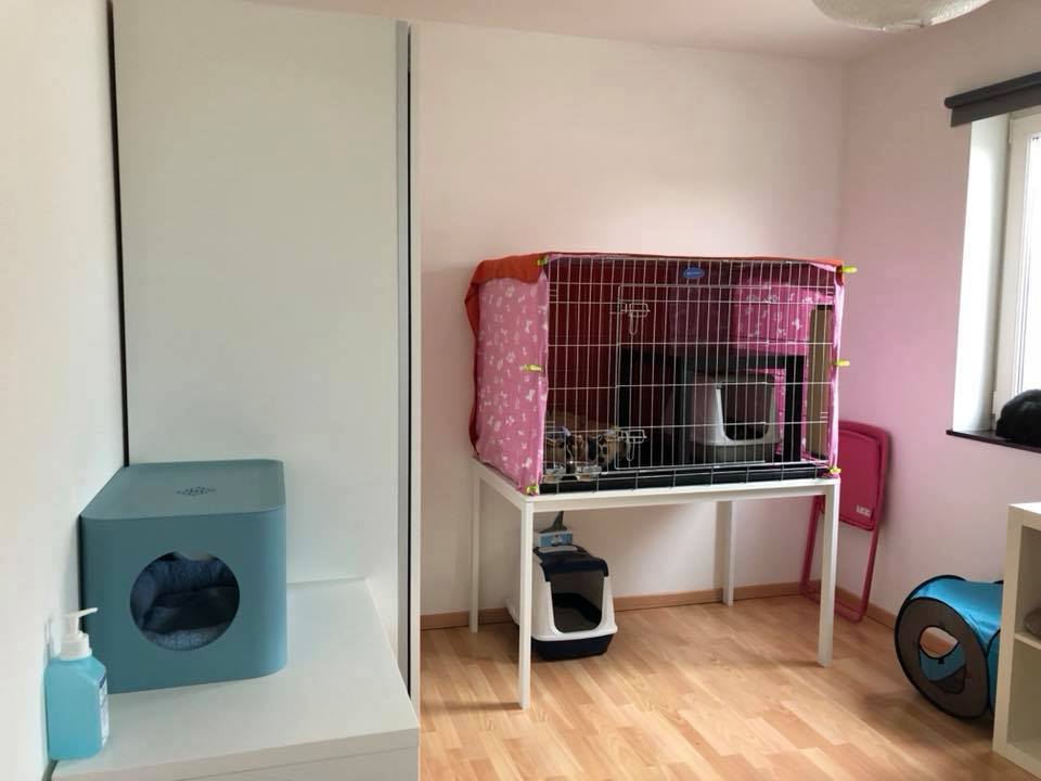Image CatRescue