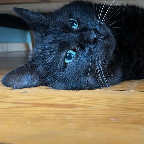 Photo de Tintin/Ellioth