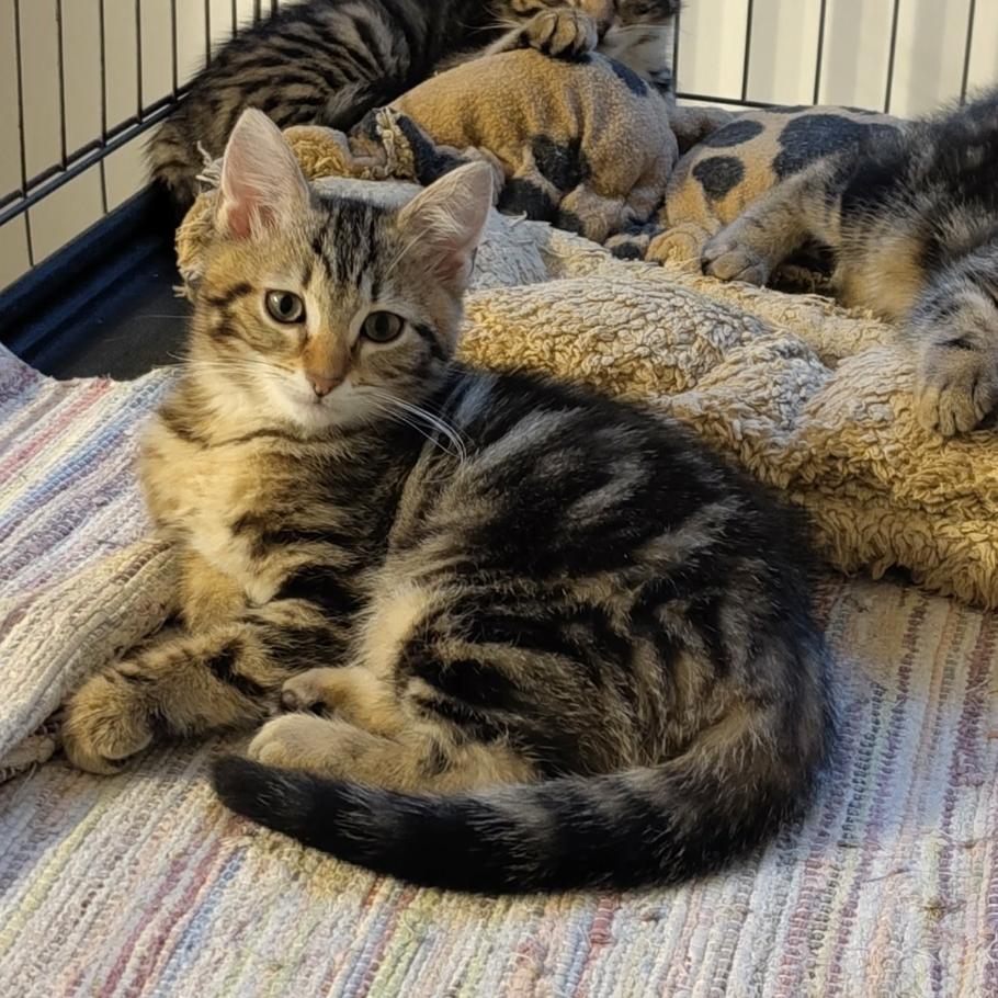 Photo de Spiruline/Litchi