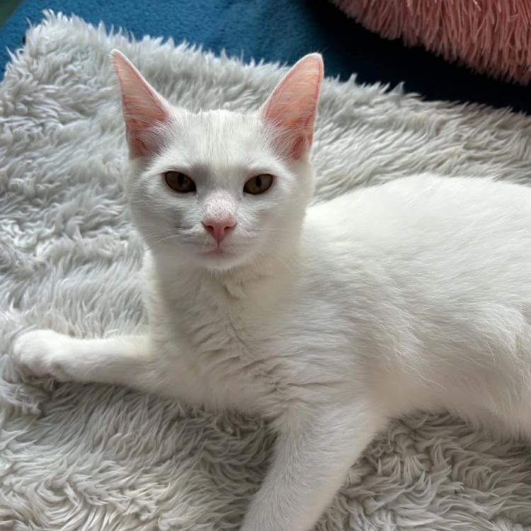Photo de Tofu